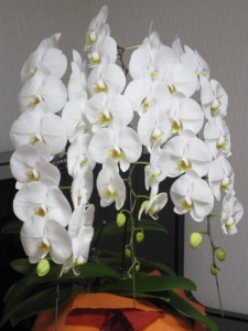 IMG_0265 IMG_0265